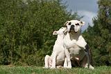 BOULEDOGUE AMERICAIN 270